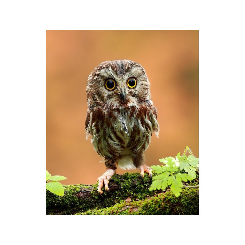 Maria Nila Sheer Silver Masque 250ml